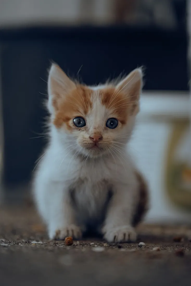 Gato filhote sentado