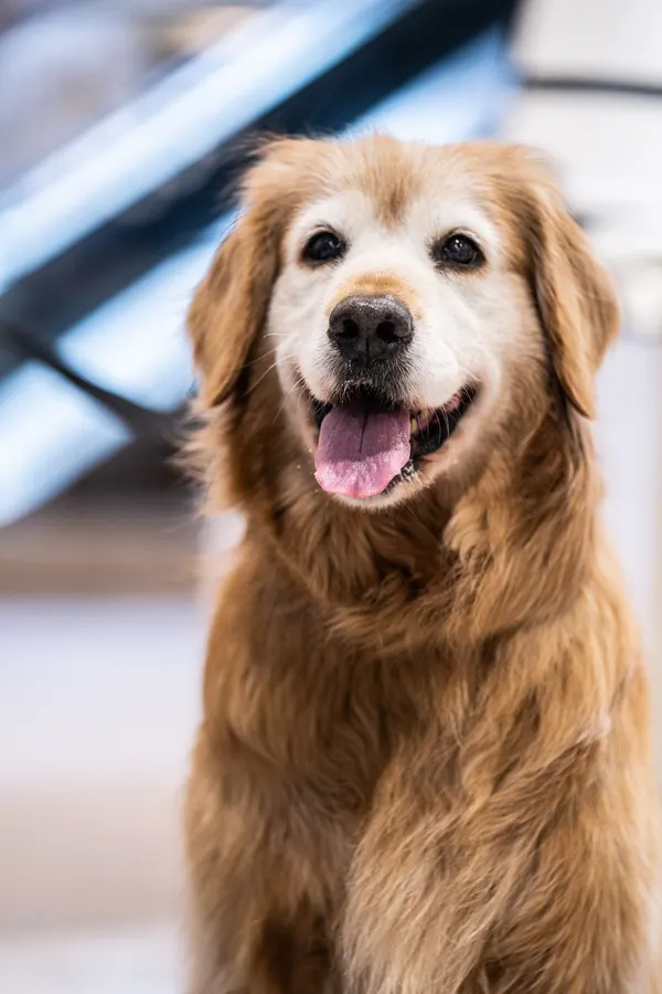 Golden sorrindo