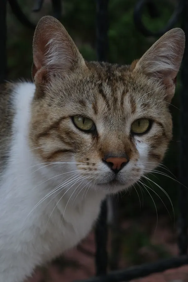 Gato atento