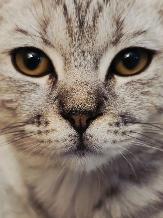 Gato de perto