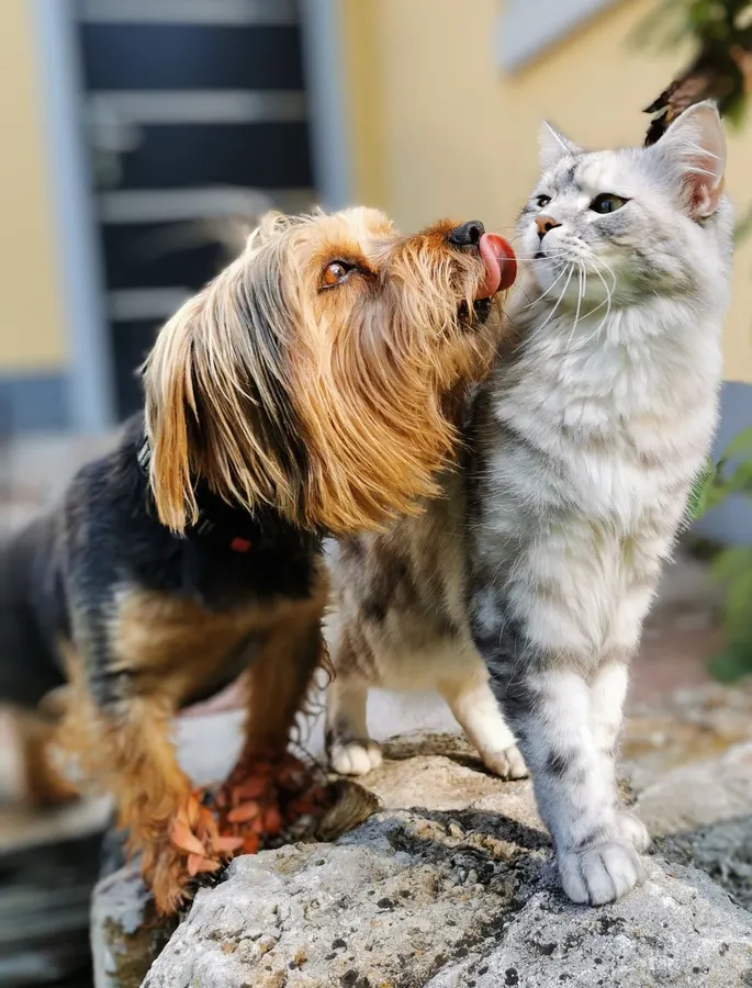 Cachorro e gato juntos